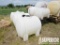 (CH-47) (7) 225-Gal Tanks, (1) Fiberglass & (6) Pl