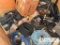 (6-95) Super Box Full of TESCO, ECI, EXI & HXI Com