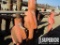 (4) Spiral Welded Blade Stabilizers, Approx 12-7/8