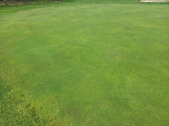Turf Off The Green 17