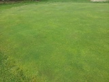 Turf Off The Green 1
