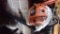 Stihl BR600 Backpack Blower