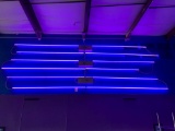Neon Sign