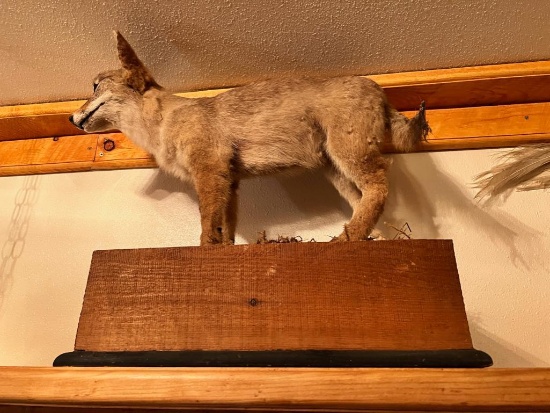 Taxidermy Coyote mount, 22 inches long