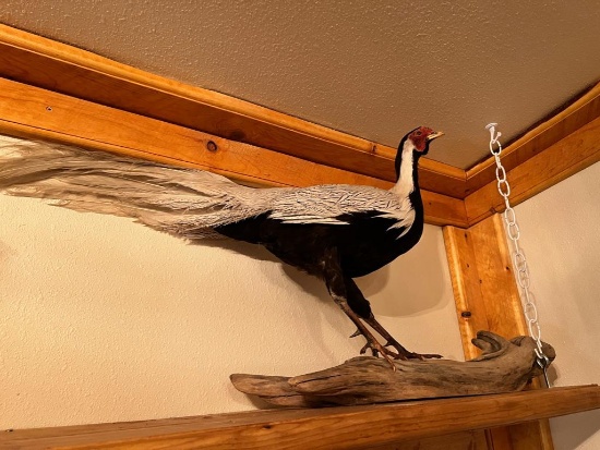 Chinese Pheasant taxidermy mount, approx 30 inches long