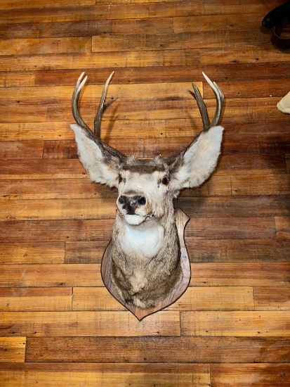 Smaller 8 point whitetail deer taxidermy mount