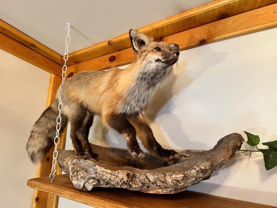 Taxidermy Fox, on driftwood, approx 34 inches long