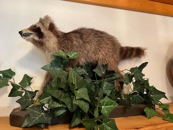 Taxidermy Raccoon, approx 25 inches long