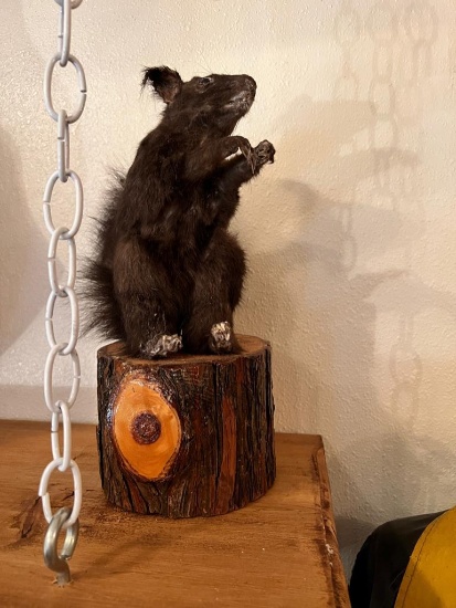 Black Squirrel Taxidermy on "stump" 12 inches tall
