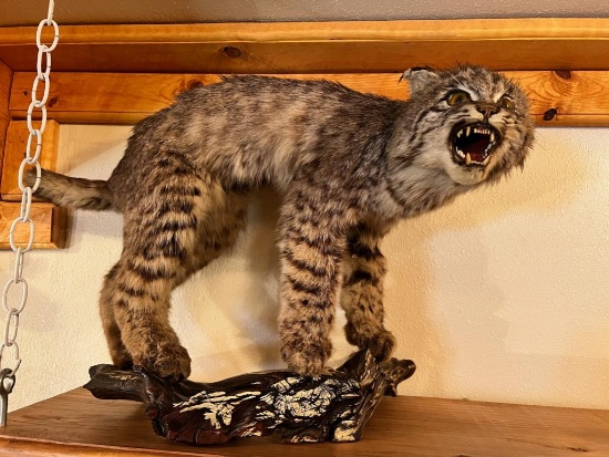 Taxidermy Bobcat, 21 inches long