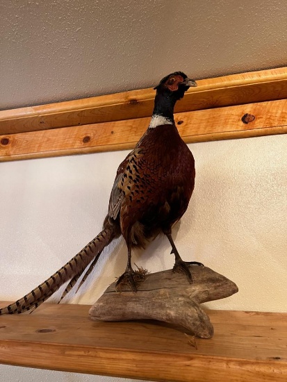 Taxidermy Pheasant mount, 18 inches tall