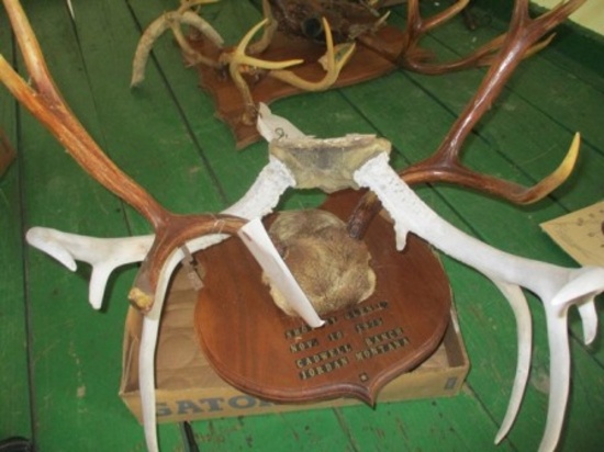 DEER ANTLERS