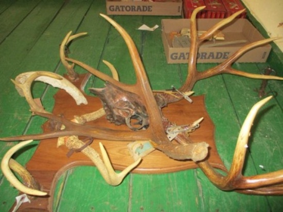 DEER ANTLERS