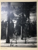 Photograph - Collectible - Nature; Three Trees