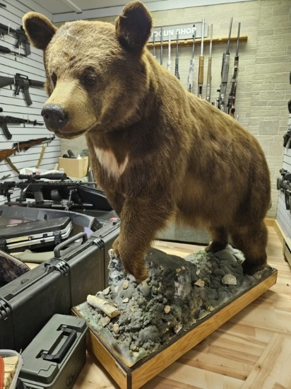 Full Cinnamon Bear mount  (Pick Up Only NO SHIP)