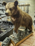 Full Cinnamon Bear mount  (Pick Up Only NO SHIP)