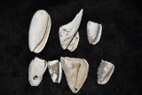 Lot Of Anasazi Shell Jingles