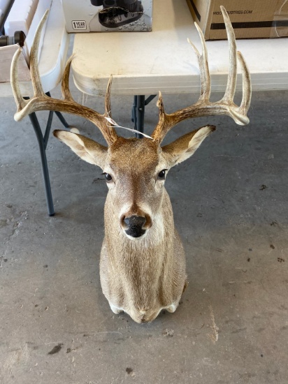 11 Point Deer Mount