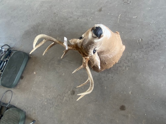 10 Point Deer Head