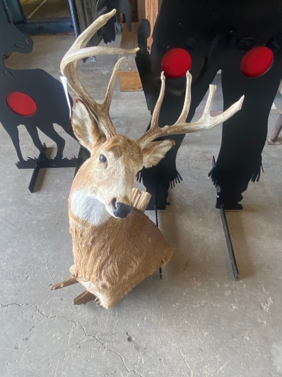 9 Point Deer Head