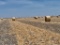 4x6 Bale of hay, corn stalk 4.5 wraps pick up in Powll, TX 200 are available