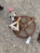 Jack Stands & metal wheel