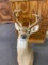 8 Point Deer Mount