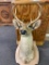 8 Point Deer Mount