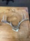 Small 8 point Deer Antlers
