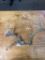Small 8 point Deer Antlers