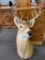 11 Point Deer Mount