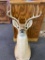 9 Point Deer mount