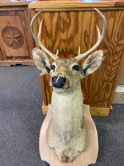 8 Point Deer Mount