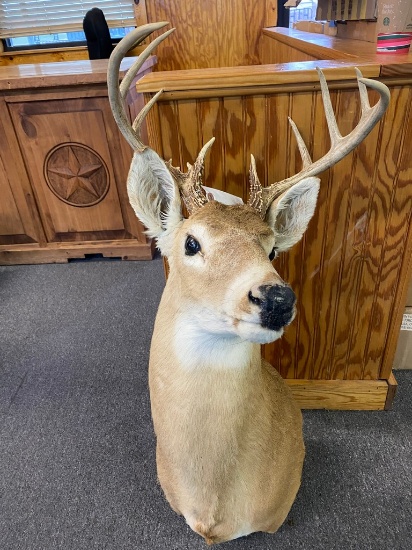 11 Point Deer Mount