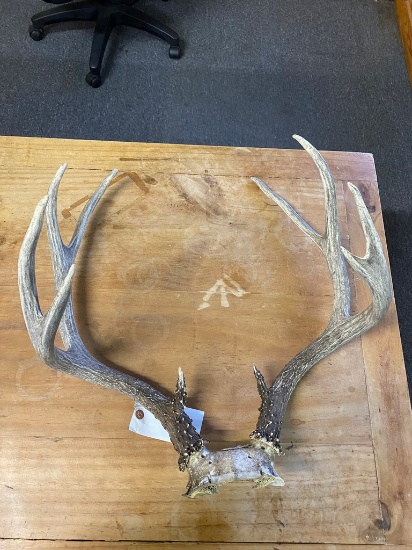 10 point Large Deer Antlers