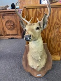 10 Point Deer Mount