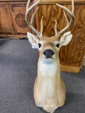 8 Point Deer Mount