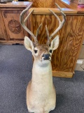 8 Point Deer Mount