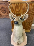 8 Point Deer Mount