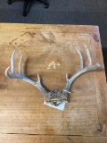 Small 8 point Deer Antlers