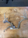 Small 8 point Deer Antlers