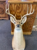 9 Point Deer mount