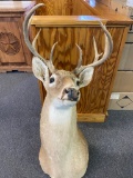 9 Point Deer mount