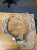 10 point Large Deer Antlers
