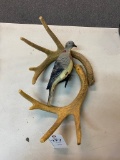 Antlers & Dird Deco