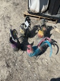 4-Chickens