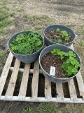 3-Large Planters