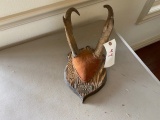 Antelope Antler Mount