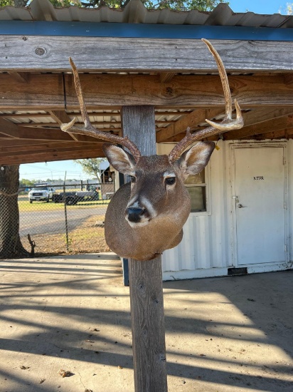 Deer Head Mount