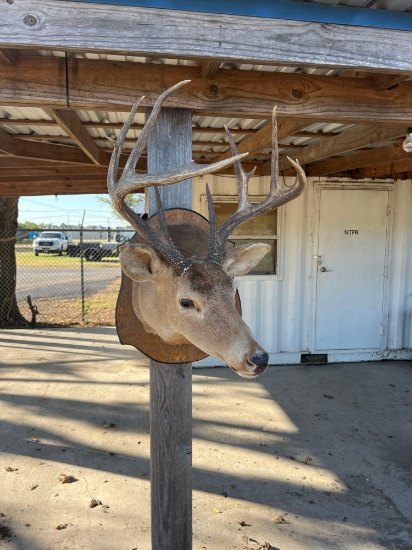 Deer Head Mount